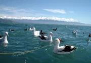 Albatrosse vor der Kulisse der Neuseeländischhen Südalpen.