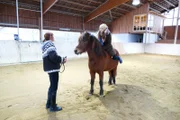 Islandpferde sind für Kinder und Erwachsene zum Reiten geeignet. Sie sind klein, aber sehr robust.