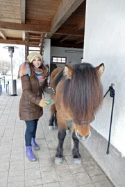 Nur vor dem Reiten muss ein Islandpferd geputzt werden, damit der Sattel nicht wund scheuert.