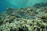 Das Salzwasserkrokodil ist das größte heute lebende Krokodil der Welt. Es kann auf das offene Meer hinausschwimmen und 16 Kilometer am Tag zurücklegen. Pausen legt es unter Wasser ein und fährt seinen Kreislauf soweit herunter, dass selbst das Herz kaum noch schlägt.
