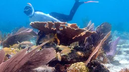 Die Karibik ist mit ihrem kristallklaren Wasser und den perfekten Puderzuckerstr&auml;nden ein Sehnsuchtsort f&uuml;r Touristen aus aller Welt. Doch dieses Paradies voller Korallen und Meerestieren leidet besonders unter dem Klimawandel.