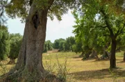 Eine fast symbiotische Beziehung: Im Laufe der Jahrhunderte entwickelte sich Apulien zur italienischen Führungsmacht in Sachen Olivenöl.