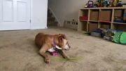 Summer laying in her forever home at the home check.