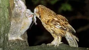 Fütterung der Waldkauzjungen.