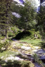 An mehreren Stellen sprudeln Bächlein aus dem Hang und vereinen sich sogleich zur jungen Isar. Mit nur 4 bis 6 Grad ist ihr Quellwasser eiskalt und sehr sauerstoffreich.