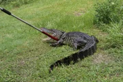 CO Pope securely handling an alligator pulling it from the water.