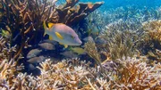 Die Karibik ist mit ihrem kristallklaren Wasser und den perfekten Puderzuckerstränden ein Sehnsuchtsort für Touristen aus aller Welt. Doch dieses Paradies voller Korallen und Meerestieren leidet besonders unter dem Klimawandel.