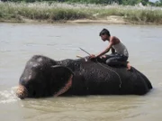 Chitwan Nationalpark.