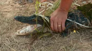 Young  crocodile.