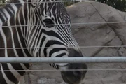 Zebra on exhibit.