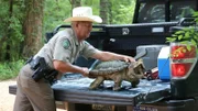 Warden Mike Boone releasing alligator snapping turtle, temporarily named "Wilber", back into the wild.