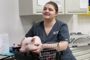 One of the vet assistants hold Piper after taking an ear swab to check for mites.