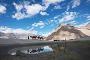 DOK Sonntag: Über den Wolken – Leben in den Bergen: Himalaya Kameltreiber mit Kamelen im Nubra Valley/Indischer Himalaya.
