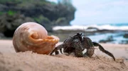 Palmendiebe verbringen die ersten Jahre außerhalb des Meeres als Einsiedlerkrebse in Schneckenhäusern.