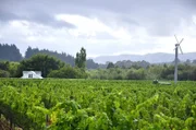 Wairarapa