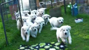 Der Wurf bei der Züchterin Maria Neukäufer - 8 Wochen alte Golden Retriever - kurz vor der Abgabe an ihre neuen Besitzer. Wer passt zu wem?