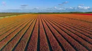 Die belgische Region Flandern ist bekannt für Blumenanbau. Schnittblumen von hier werden in die ganze Welt exportiert.