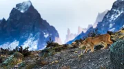 Ein Puma auf der Pirsch durch den Nationalpark Torres del Paine in den patagonischen Anden.