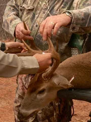 Jason Jones measures the distance between the dead buck's antlers