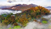 Im Regenwald des Danum Valley auf Borneo gedeihen unter anderem die groﬂen Fl¸gelfruchtb‰ume.