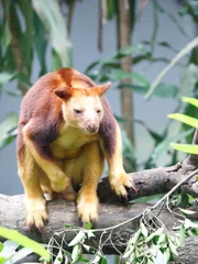 Tree Kangaroo resting on tree branches (Dendrolagus goodfellowi), Perth Australia .