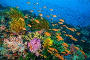 Ein lebhaftes Korallenriff in Fidschi. Tropische Riffe gehören zu den belebtesten Orten im Ozean. Fische, wie diese "Sea Goldies", verbringen ihre Tage im Freien und suchen das Wasser über Korallenriffen.