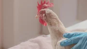 A hen rescue from Woodstock Animal Sanctuary.
