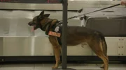 A K9 screens luggage coming off a flight in baggage claim.