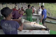 Die größten Exemplare des Arapaima sind bis zu drei Meter lang und 200 Kilogramm schwer.