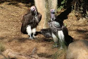 Lappet-faced vultures