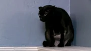 Ängstliche Katze