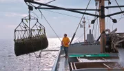 Muschelfang in der Oosterschelde.