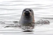 Im Wattenmeer, an der holländischen Nordseeküste, wo die Rheinreise beginnt, tummeln sich Seehunde. Etwa 17.000 gefüllte Badewannen entspricht die Menge an Rheinwasser, die sich hier jede Sekunde in die Strömung ergießt.