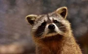 Raccoon.