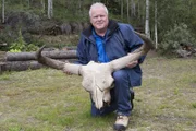 Mammut-Experte Dick Mol mit dem Schädel eines eiszeitlichen Steppenwisents am Yukon in Nordwestkanada.