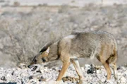 Der Goldschakal ist an den Ufern des See Genezareth ebenso wie inmitten der Negev-Wüste beheimatet.
