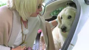 Luna will nicht zum Hundefriseur. Sie springt zurück in den Kofferraum. Cornelia Schönheinz und ihre 8jährige Golden-Retriever-Hündin Luna: "Wir beide sind unzertrennlich".