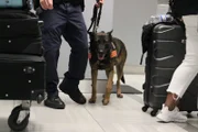 Jax the dog prepares to sniff out potential narcotics in passengers' luggage that pass by.