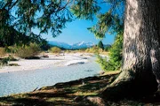 Die Isar im Herbst: Von Oktober bis Dezember suchen Bachforellen ihre Laichplätze.