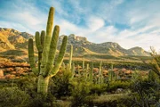 Nur wenige Pflanzen, wie etwa die Saguaro-Kakteen, kommen mit den extremen Bedingungen in der Sonora-W¸ste Arizonas zurecht.