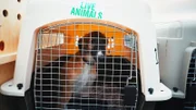 Dog traveling by airplane.