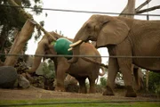 Elephant on exhibit.