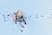Ein Eisbär hat nach langer Verfolgungsjagd ein Spitzbergen-Rentier erbeutet - ein neues, ungewöhnliches Verhalten, das sich zurzeit auf Spitzbergen entwickelt.