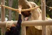Keeper checking bull elephant.