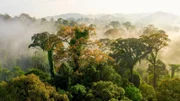 Im Danum Valley auf Borneo wachsen Fl¸gelfruchtb‰ume, die sehr groﬂ werden kˆnnen.