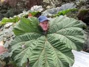 Passagier Sebastian mit einem Riesenblatt in Costa Rica.