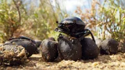 Normalerweise vergraben Scarabaeus-K‰fer Dung von Tieren als Nahrung f¸r ihre Larven. Versehentlich verbuddeln sie auch Pflanzensamen und helfen ihnen so beim Keimen.
