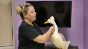 Lisa waiting for Dr. Ross with her crested pekin duck, Baby. Baby is there because she has something stuck in her throat that needs to be checked out.