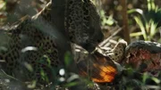 Jaguar     +++