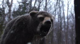 Der kurzgesichtige B&auml;r bereit f&uuml;r den Angriff.